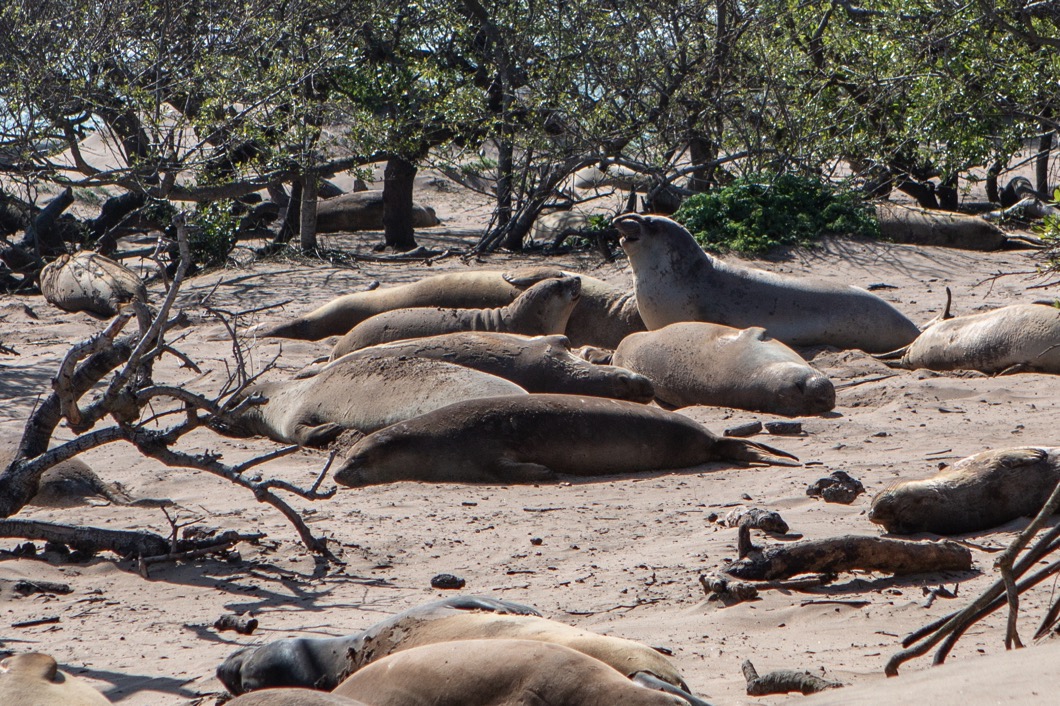 Año Nuevo-10.jpg Año Nuevo 10